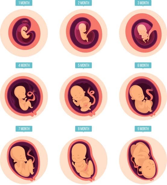 Fetal development by month educational visual