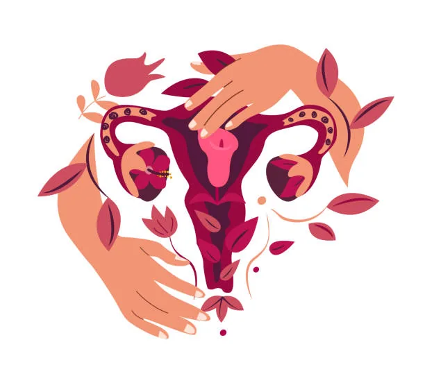 Female reproductive anatomy visual reference